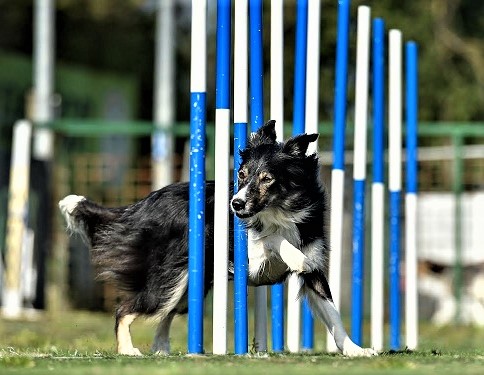 agility (2)