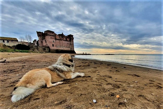cani in spiaggia (2)