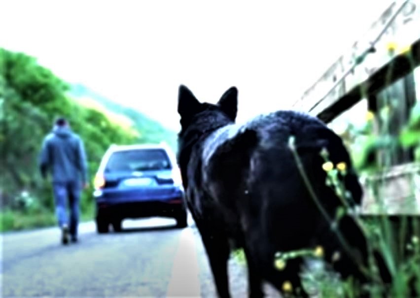 cane abbandonato (2)