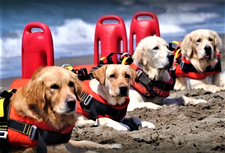 cani da salvataggio (2)