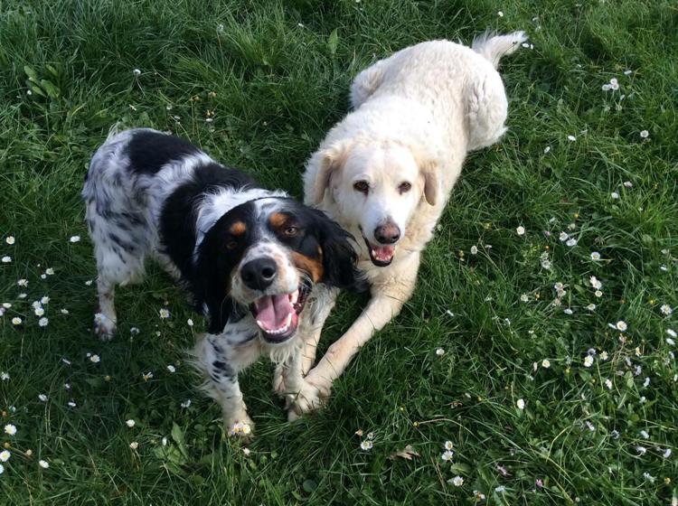 giornata mondiale del cane