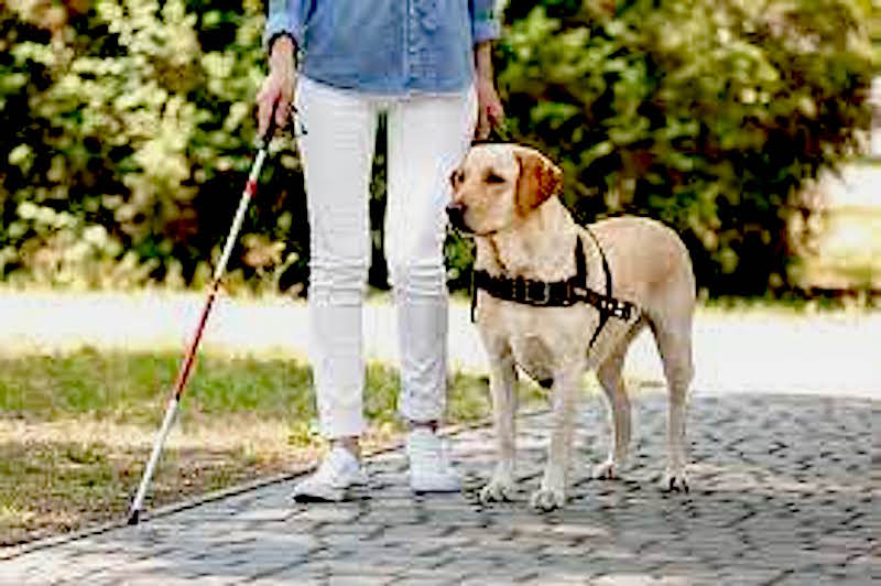 Domani a Torino si celebra la giornata nazionale del Cane Guida