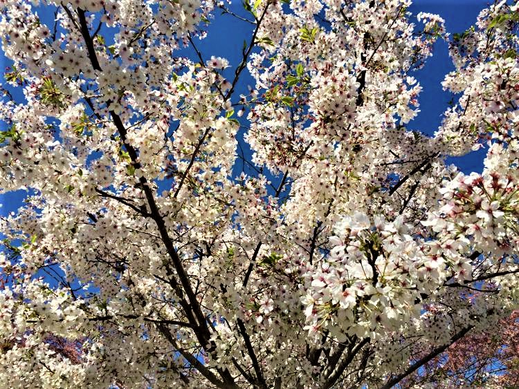 La “novembrata” anomala inganna anche la natura: mimose e ciliegi in fiore