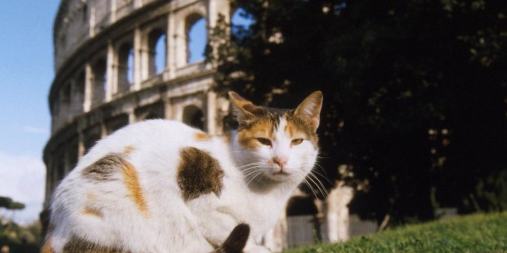 ghanese gatto