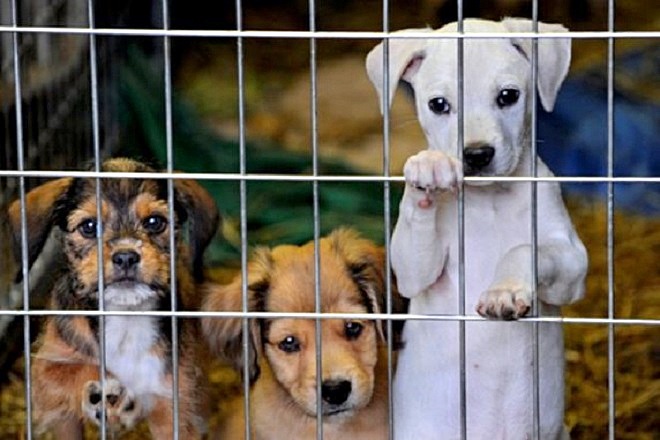 La prima cosa bella di Gualtieri: dopo decenni apre l’ospedale veterinario a Roma