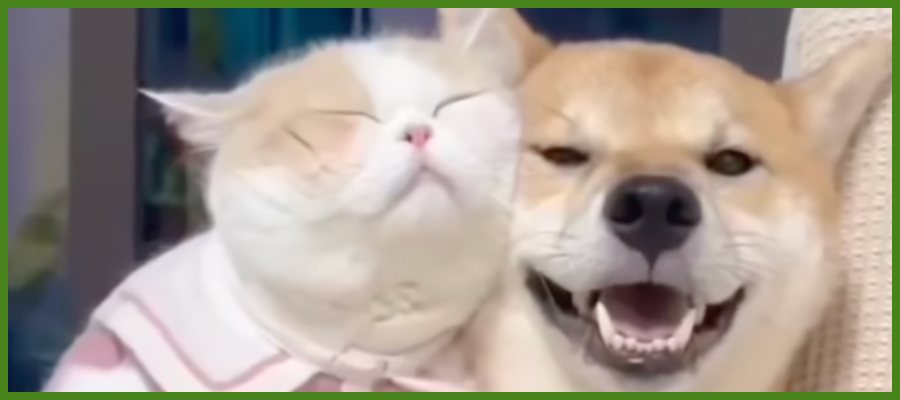 Pet therapy