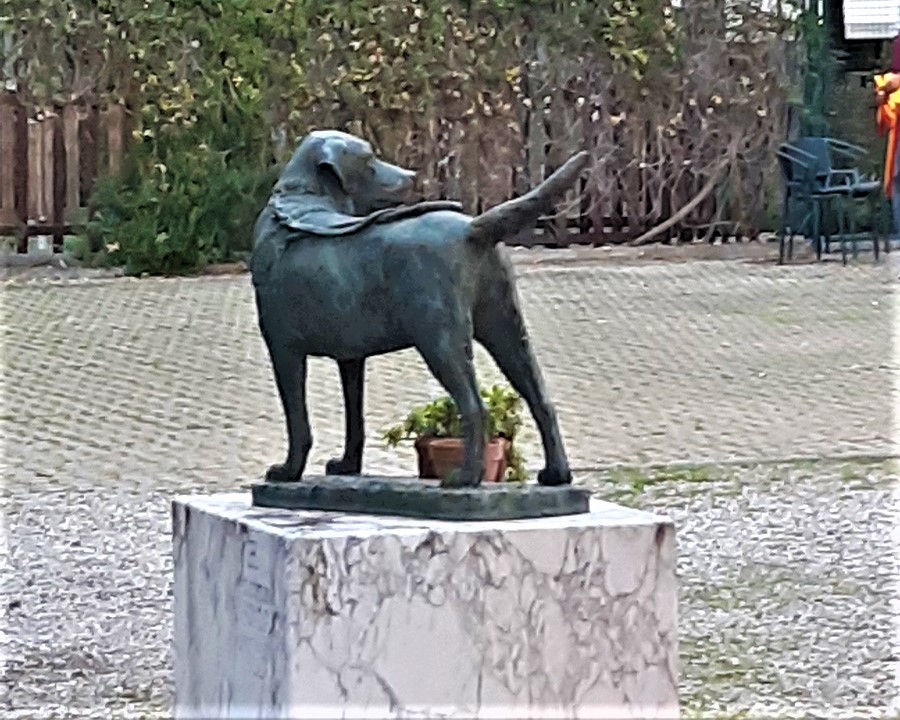 cani scandicci (2)