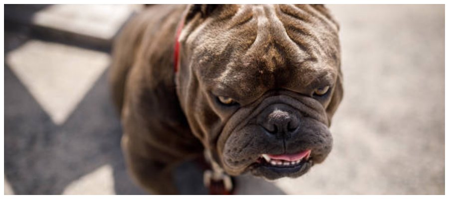 pitbull stazione Termini