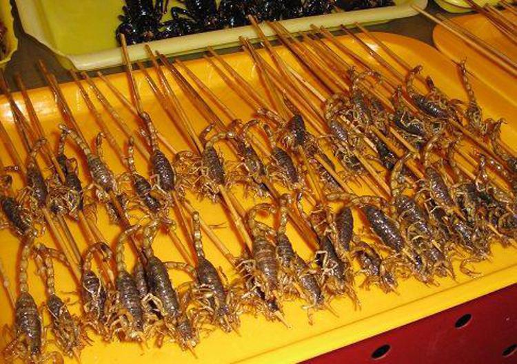 insetti da mangiare