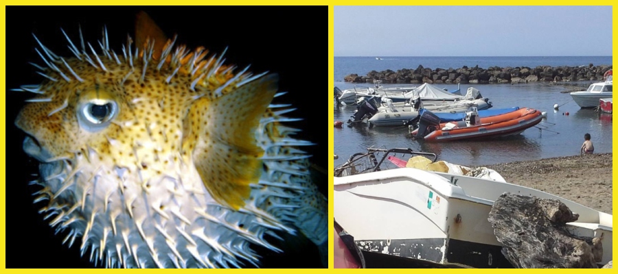 pesce porcospino