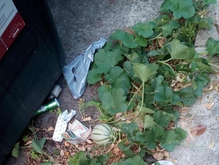 erbe infestanti a roma