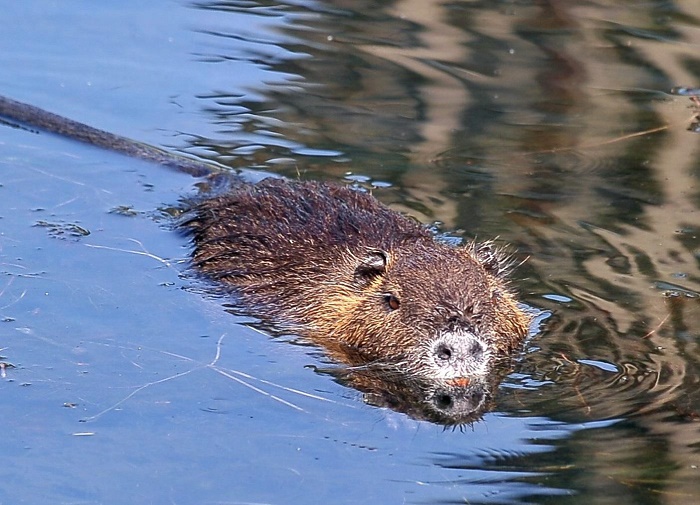nutria