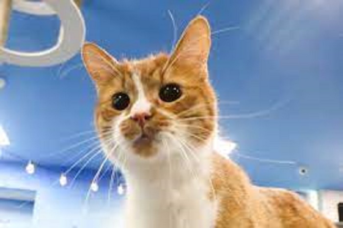 Denuncia di Santori (Lega): alla Muratella 29 gatti lasciati chiusi nei trasportini per oltre 24 ore