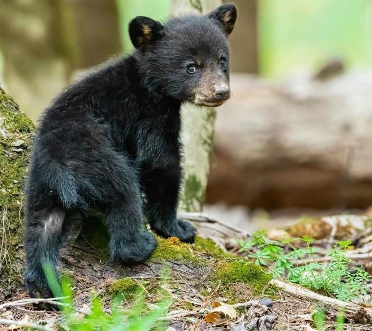 cucciolo orso