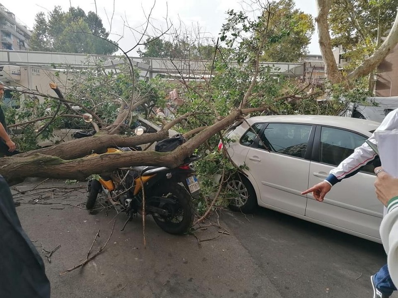 caduta alberi roma