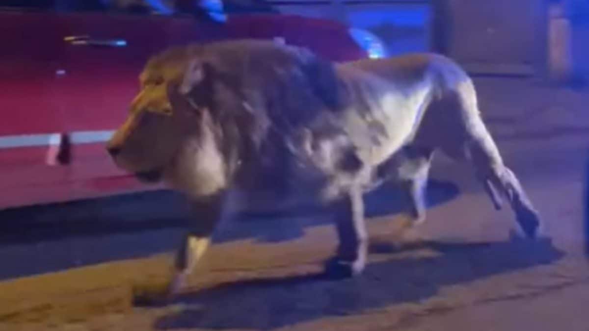 Panico a Ladispoli: leone fugge dal circo. E’ caccia al felino. Il sindaco: “Non uscite di casa”