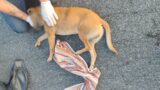 Pontina, due cani investiti a Pomezia: uno muore, l’altro in fin di vita