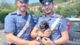 Il cucciolo ‘Tokyo’ finisce nel tombino, salvato dai carabinieri