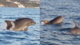 Delfini a Lavinio, la danza magica incanta i bagnanti (foto/video)