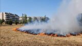 Roma, erba alta e rischio incendi: cittadini preoccupati