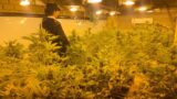 Consuma troppa corrente: in casa nasconde una serra con 57 piante di marijuana (FOTO)