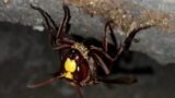 Roma, Regina di Vespa Orientalis nell’appartamento di una donna allergica (FOTO E VIDEO)