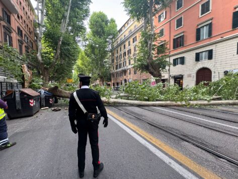 Albero caduto viale regina margherita carabinieri 