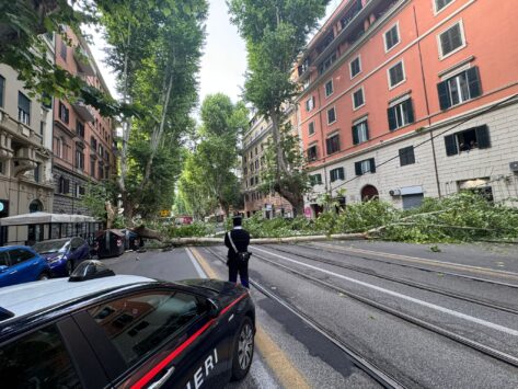 Albero caduto 