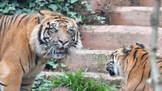 Bioparco di Roma, 800mila € dalla Regione: tra ‘aiutini’ e mutui del Campidoglio la ‘cura pubblica’ tocca i 4 milioni