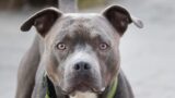 Pitbull azzanna bambina: la mamma si butta dal balcone e la salva