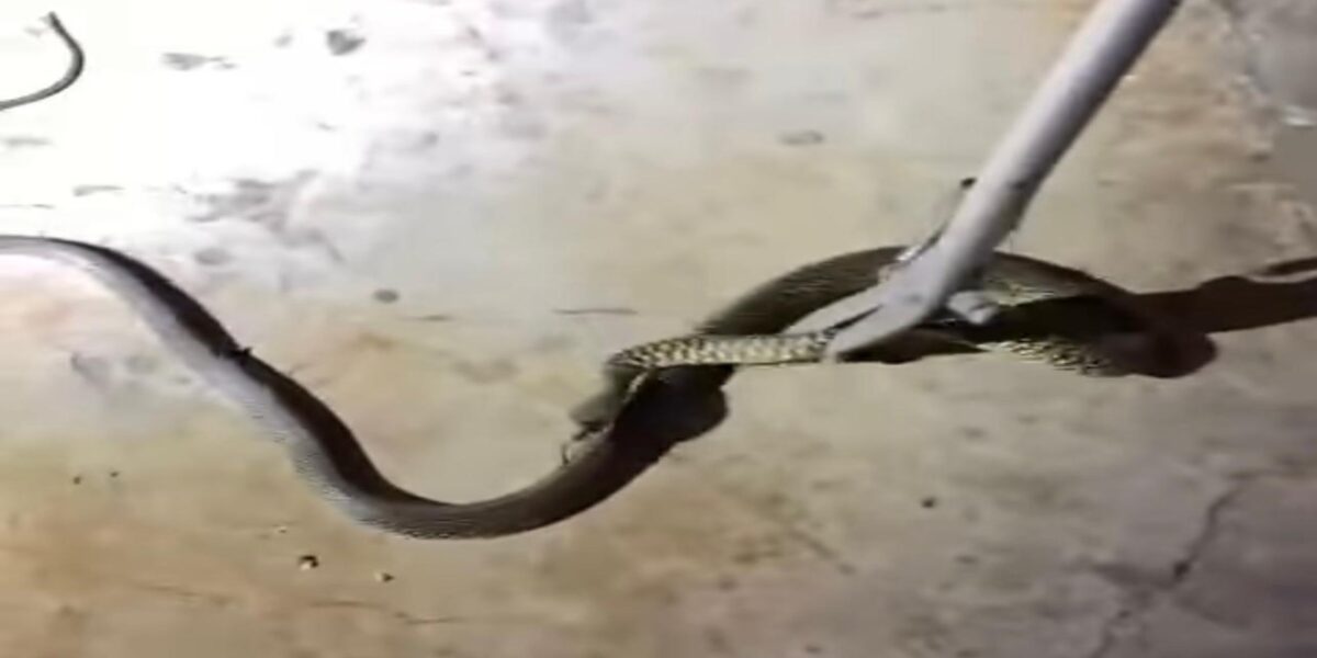 Serpente al Tuscolano in un garage