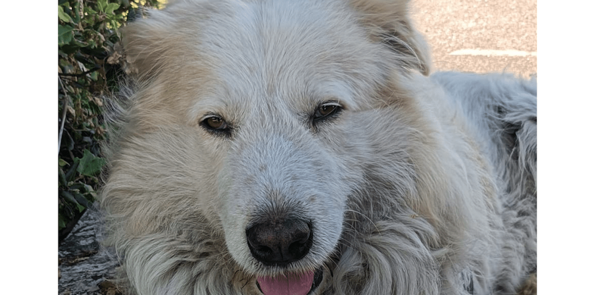 Cane Giorgio ucciso a coltellate