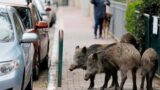 Roma, aumentano i cinghiali, avvistamenti a Settebagni e Aurelia