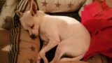Dragona, pitbull aggredisce cagnolino e il suo padrone: Coco ferito gravemente