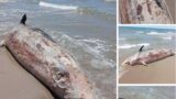 Fiumicino, balenottero morto sulla spiaggia da una settimana. I cittadini: “Venga rimosso”