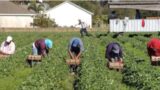 Latina: 11 lavoratori agricoli indiani “in nero” a Terracina, la Gdf indaga per sfruttamento e caporalato