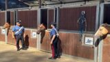 Roma: controlli ai circoli ippici, denunciato il presidente di una associazione sportiva