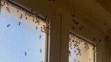 Roma, nido di 100mila api in casa, la rimozione finisce male: famiglia salvata grazie a TikTok (FOTO E VIDEO)