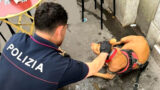 Sevizia e getta il cane nel cassonetto dei rifiuti: denunciato dalla Polizia