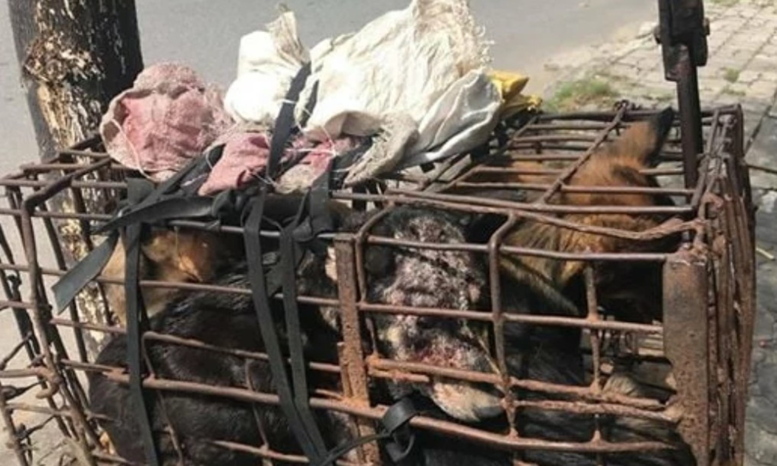 Festival di Yulin, la protesta a Roma il 21 giugno 2024