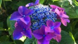 A Bolsena, sulle rive del lago la festa delle ortensie: tre giorni in fiore