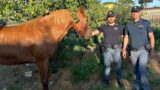 Ostia, due cavalli in fuga contromano sulla Colombo: ‘inseguimento’ della polizia