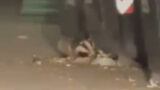 Tor Marancia, un tasso banchetta al cassonetto: il VIDEO