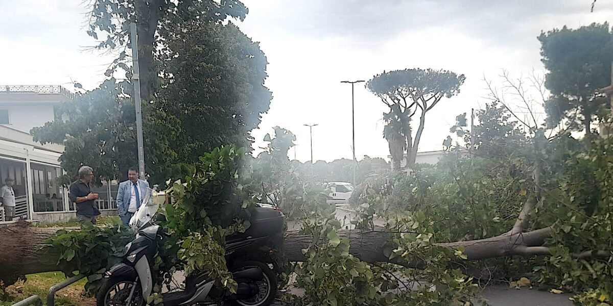 Albero caduto alla Nuova Florida ad Ardea