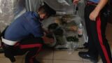 Roma, lo fermano con il fertilizzante: in casa nascondeva una serra di cannabis