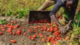 Latina: la Gdf nelle aziende agricole di Terracina e Sabaudia, 6 irregolari e 50 sfruttati