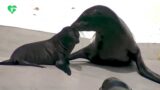Roma, si chiama Nami la cucciola di otaria appena nata al Bioparco