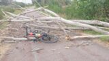 Roma, albero crolla su un ciclista nella ciclabile a Tor di Valle