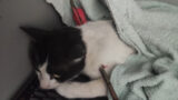 Fonte Nuova, gatto trafitto con una freccia sparata da una balestra: caccia al sadico