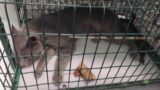 Gatto trafitto dalla freccia e ucciso: è caccia all’uomo con la balestra